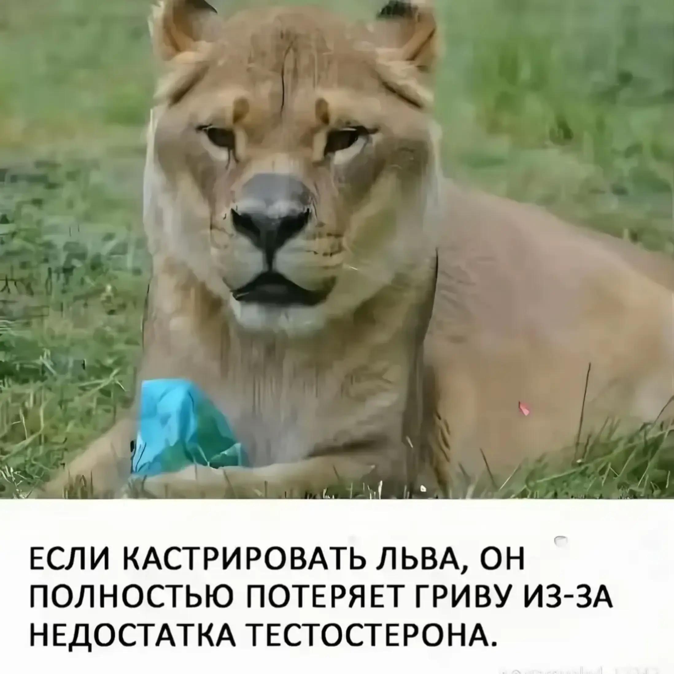 @джей фишер моггер