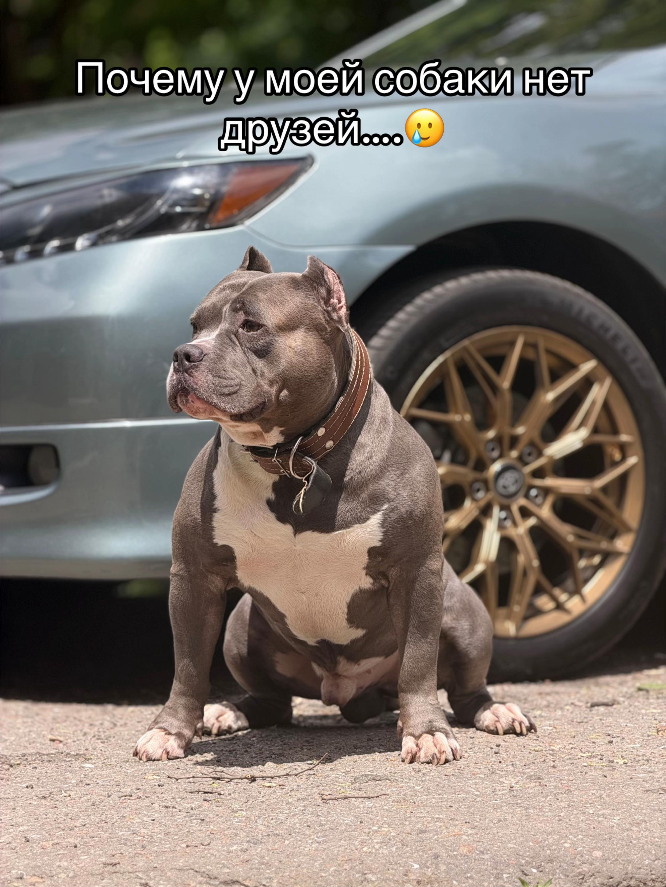@Odessa Bully kennel