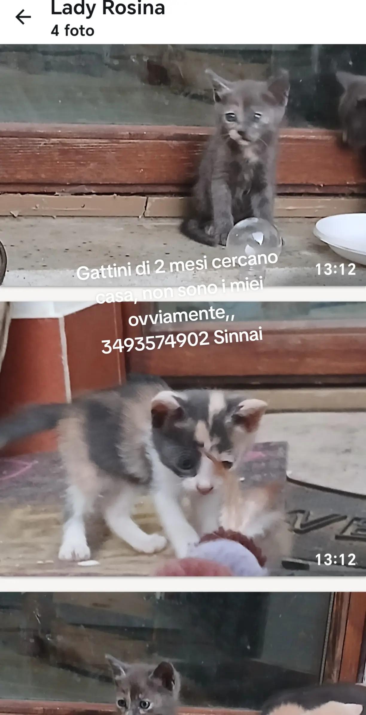 @GLI Sgomberi DI Monica paderi