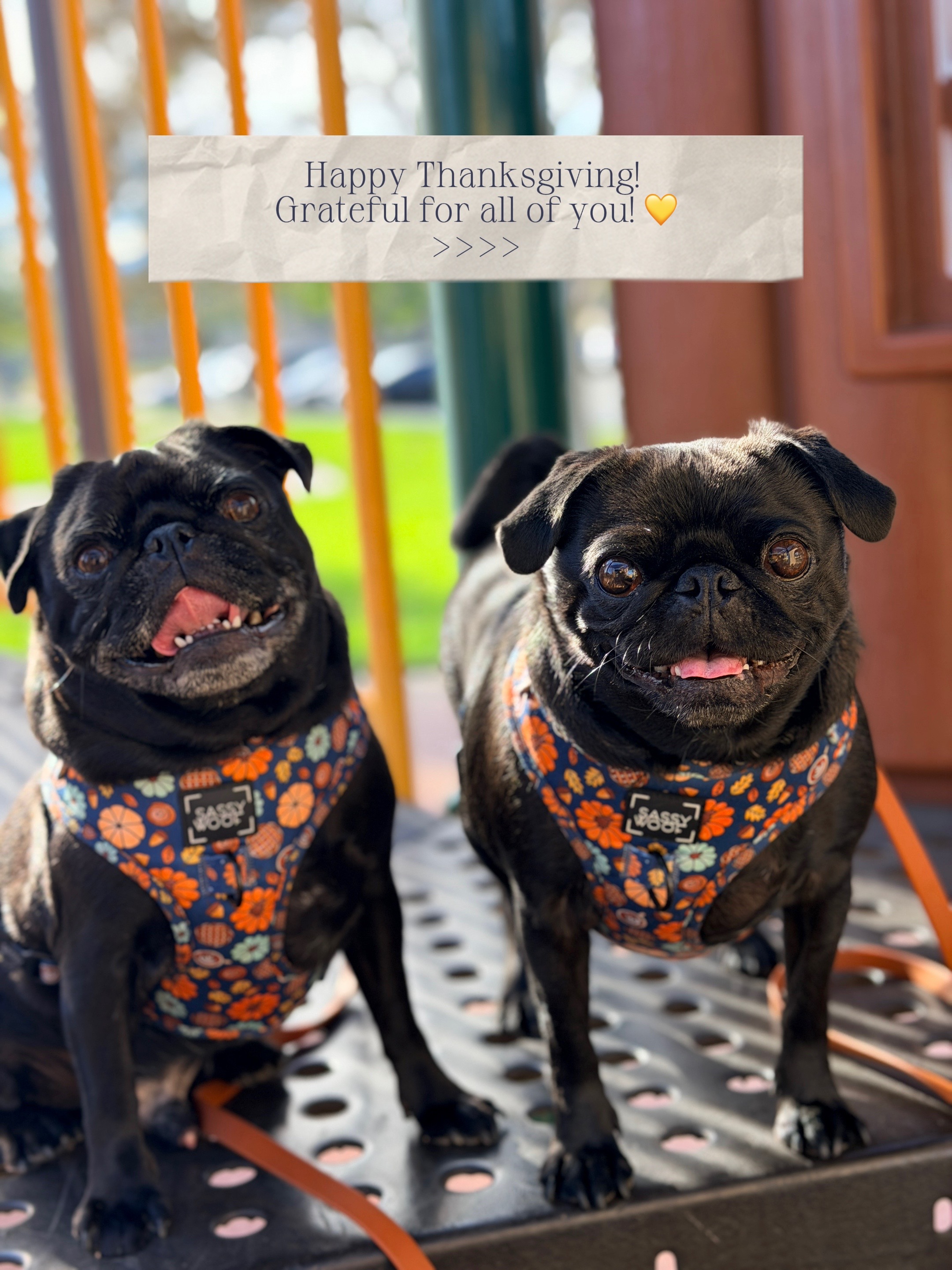 @Thedistracteddogmom