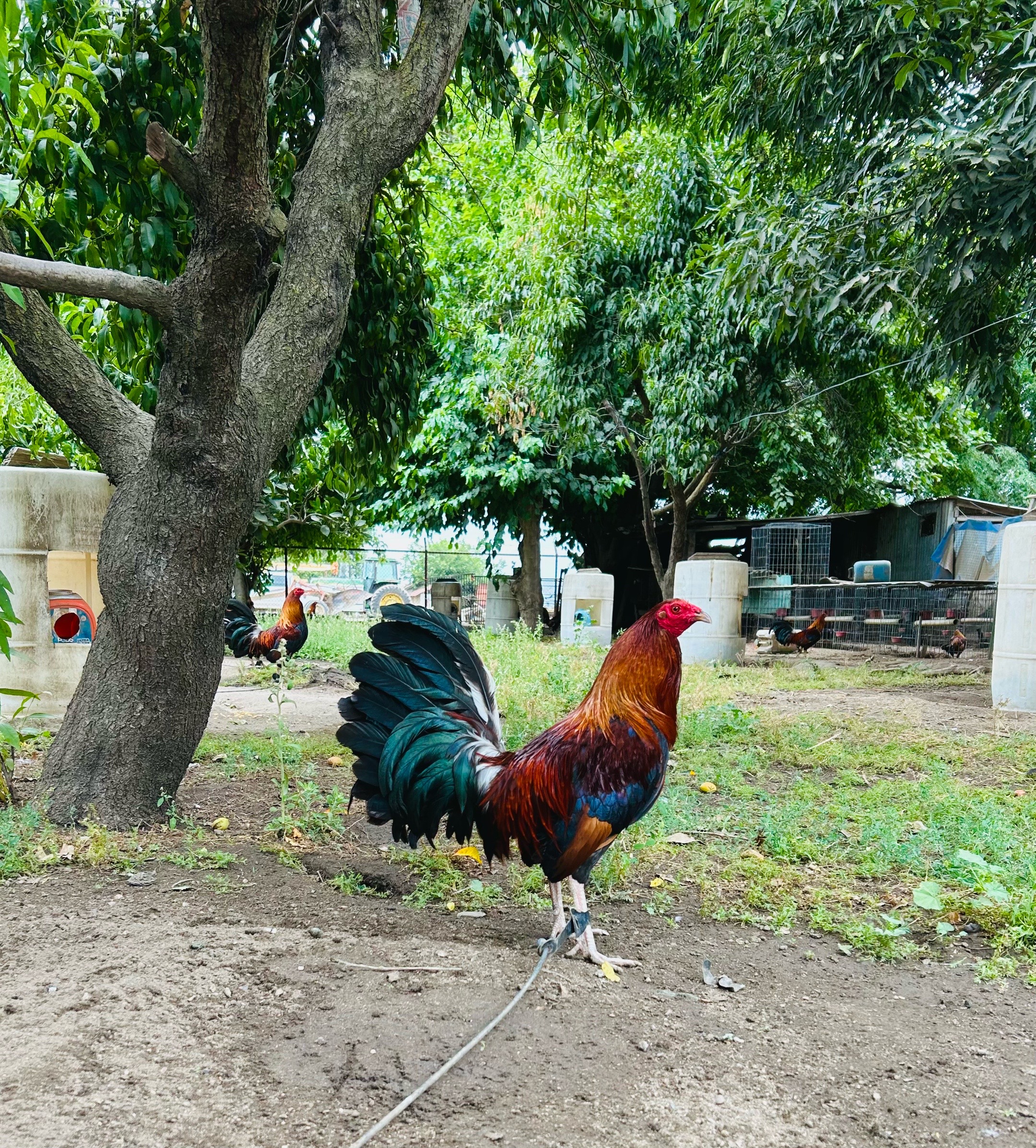 @Villarreal Farm