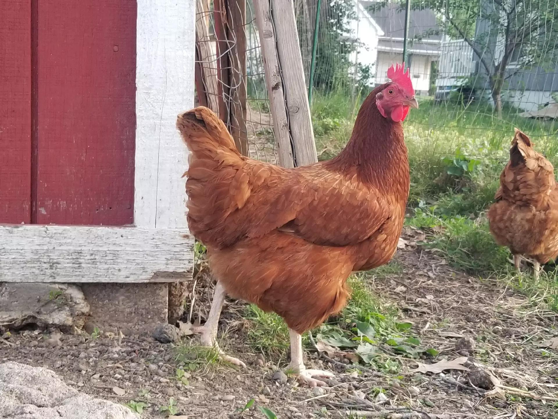@CityChickenFarm