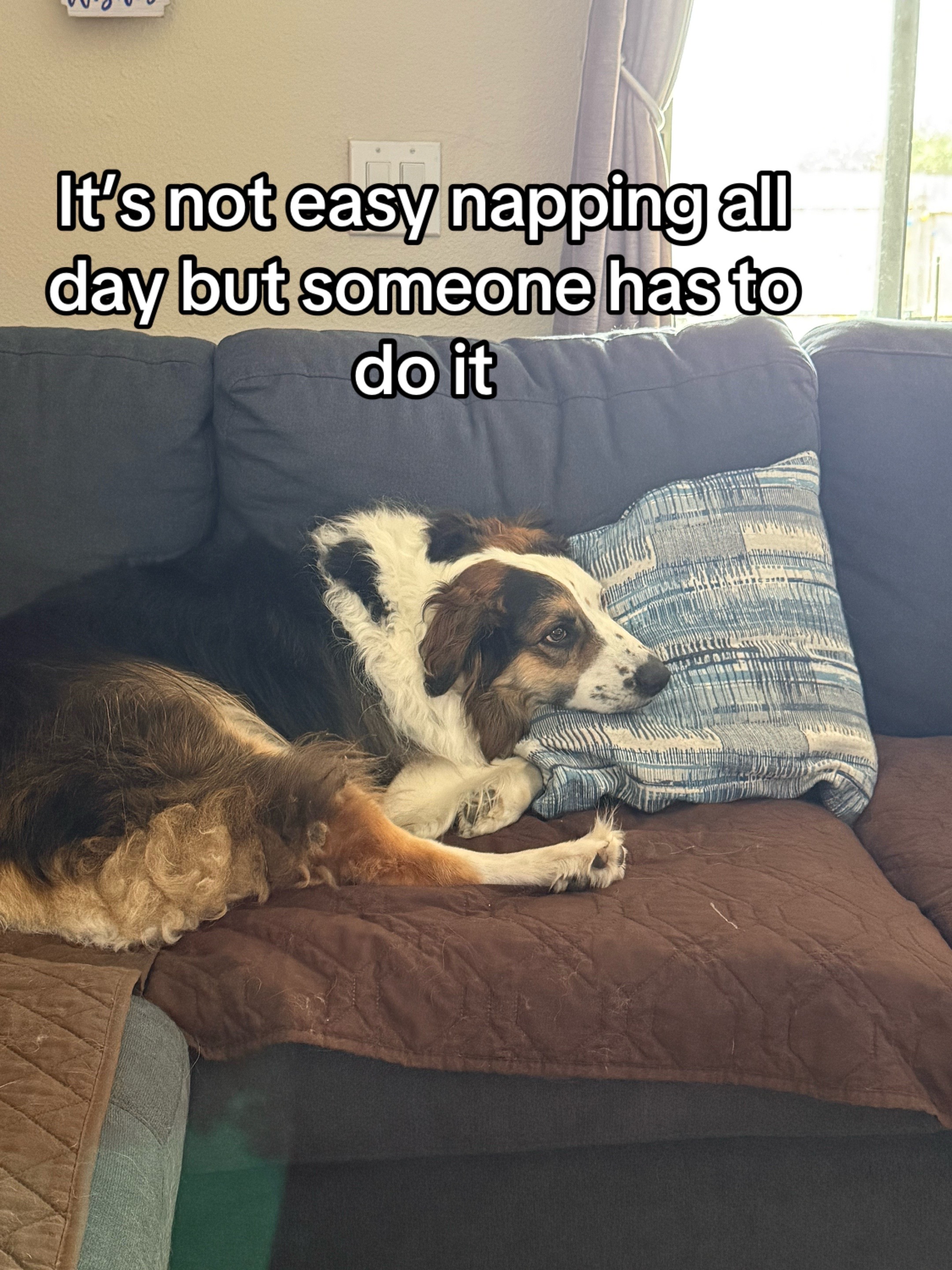 @hankanddollyrescuedogs
