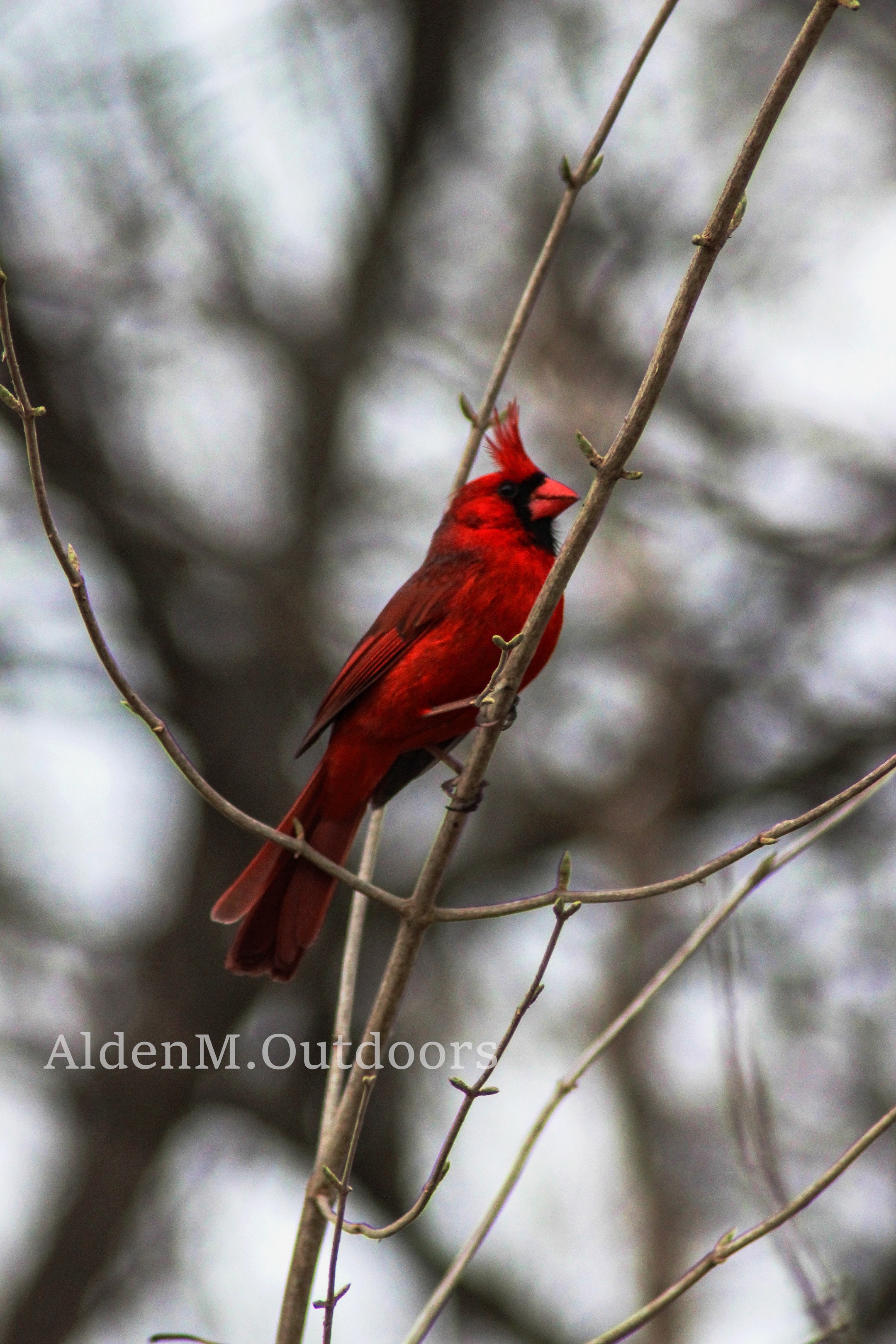 @aldenm.outdoors