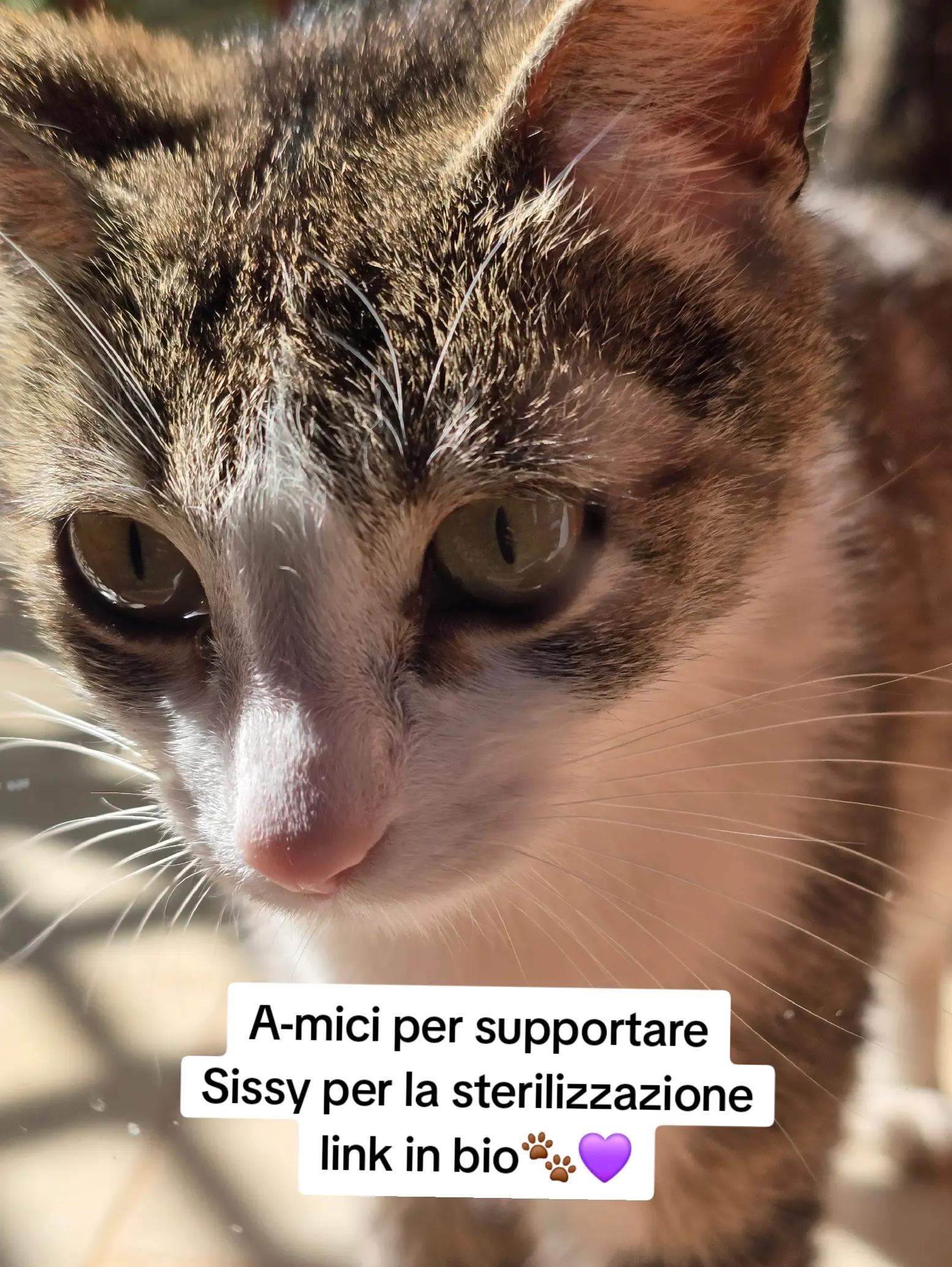 @AmiciMiao