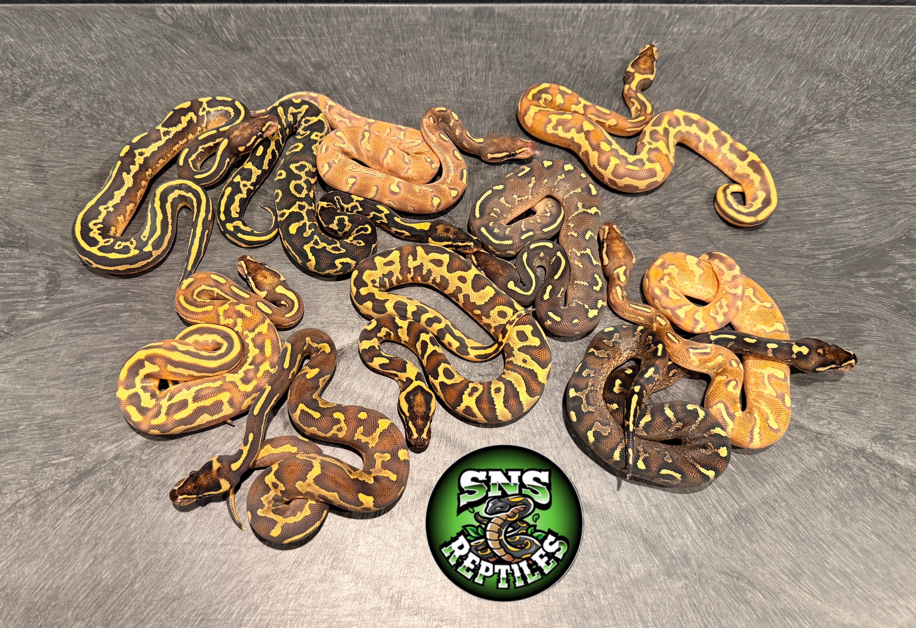 @SNS Reptiles