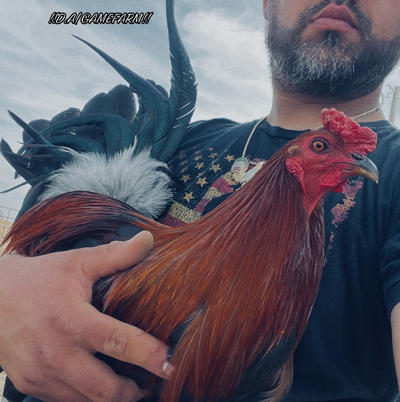 @DAgamefarm