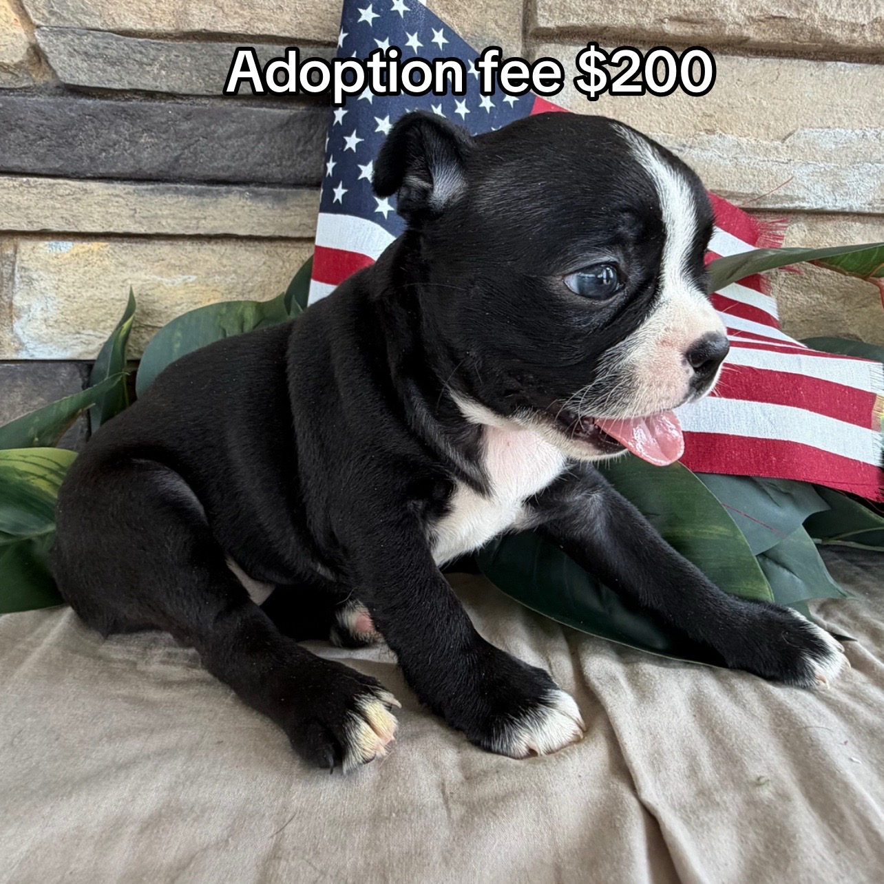 @Boston terriers puppies