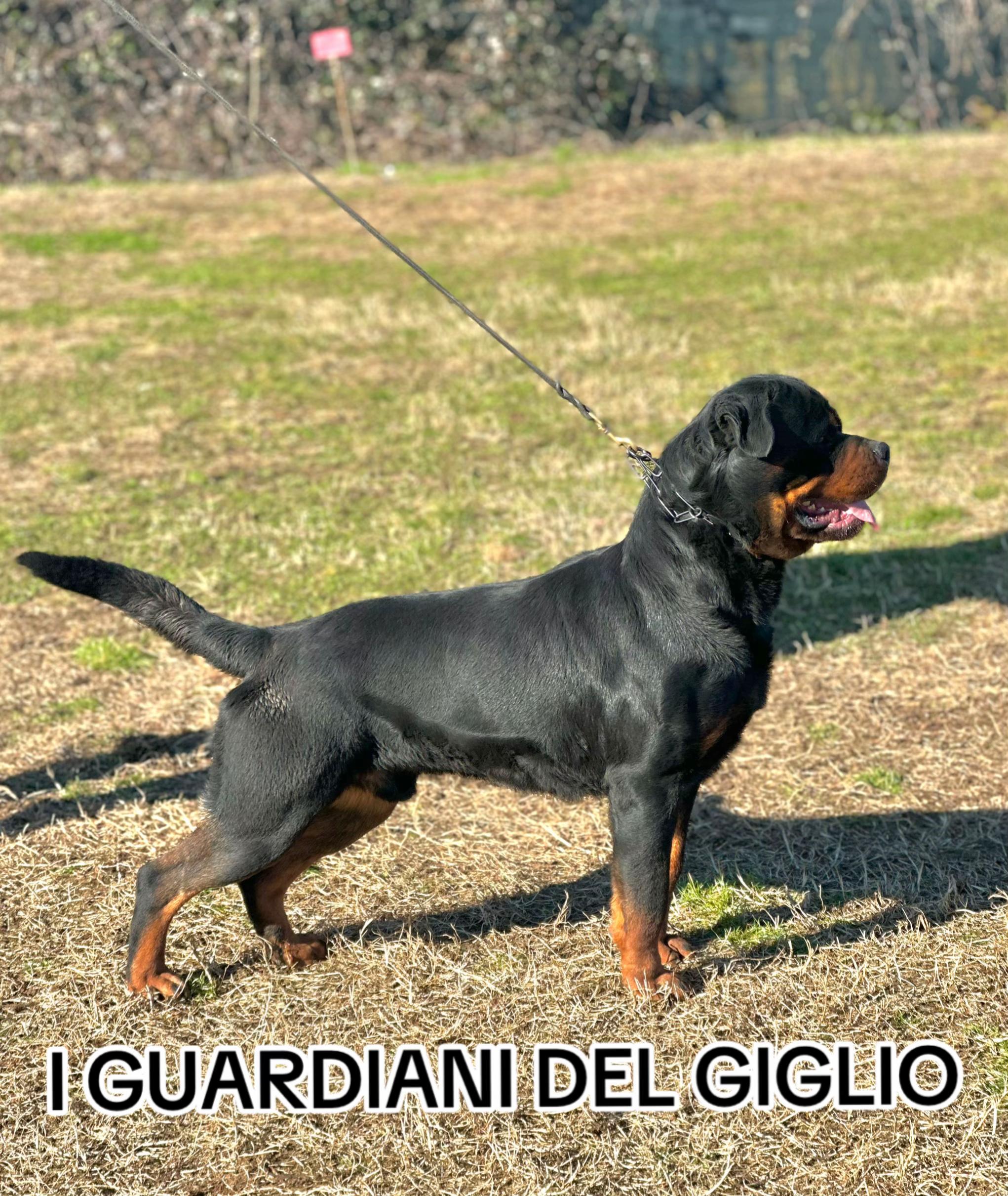 @I Guardiani Del Giglio-Rott