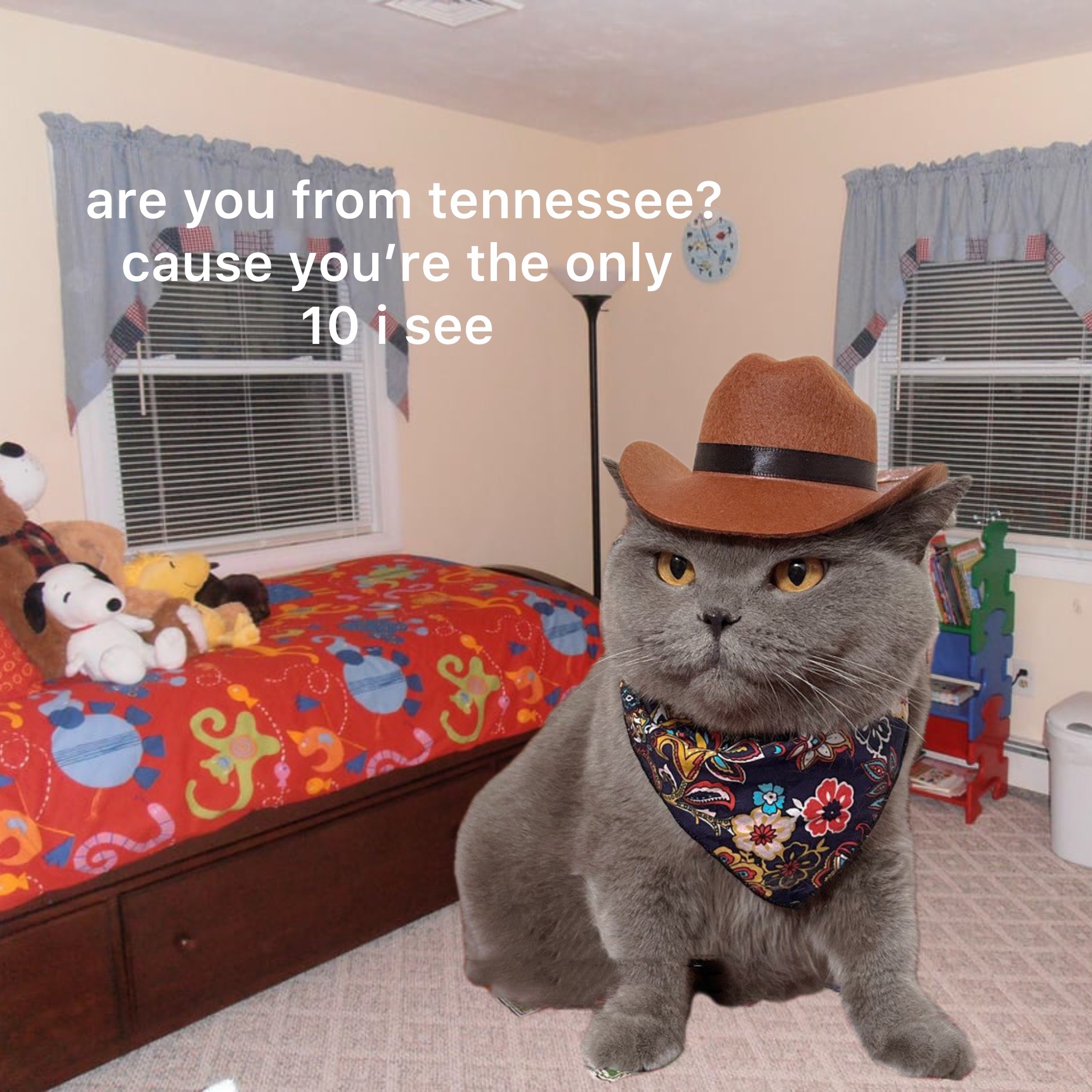 @Cat Memes