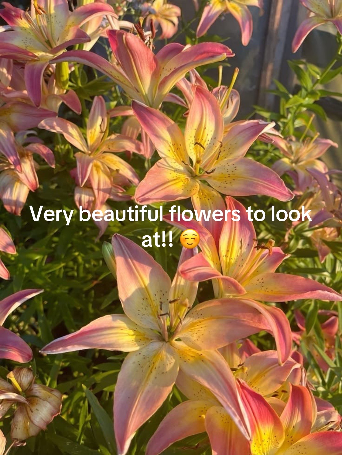 @ɞ•˙∘✮𝘫𝘶𝘯𝘬𝘰ོ✮˚•∘˚ɞ