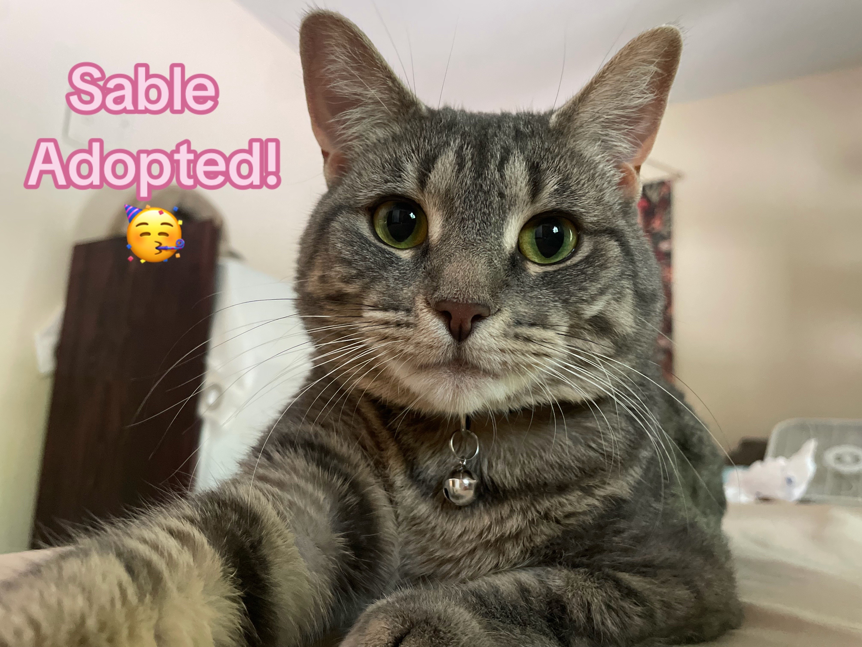 @Kovu’s Kitties