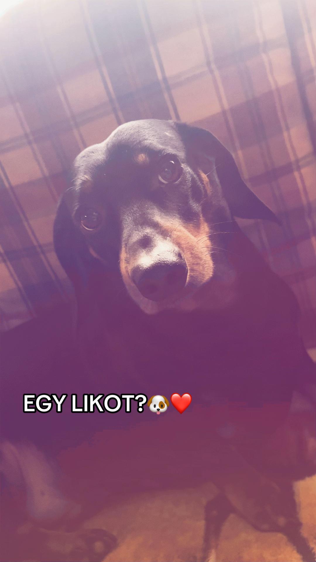 @TOFIKA🐶