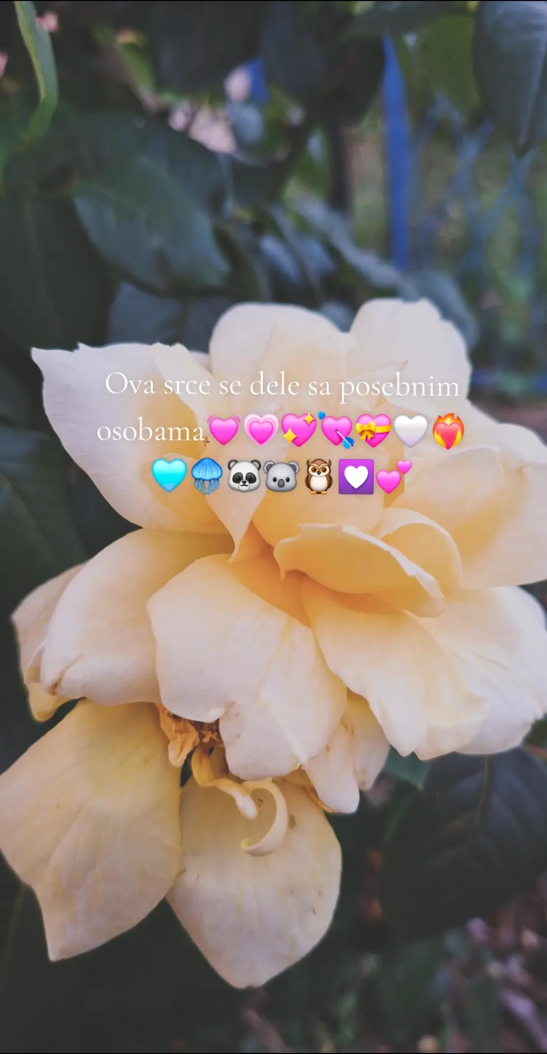 @𝓢𝓸𝓯𝓲𝓳𝓪⋆˚꩜｡𝄞