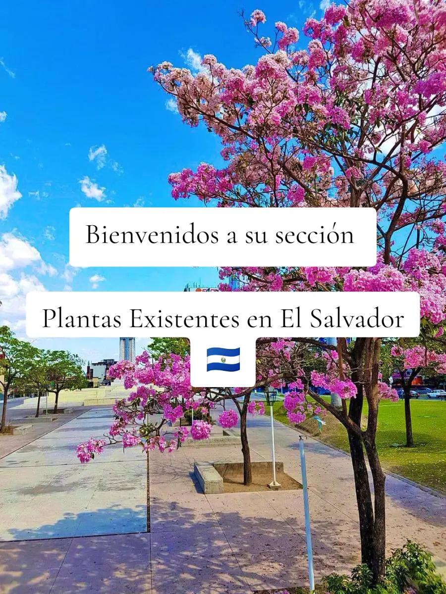 @Gu&iacute;a verde