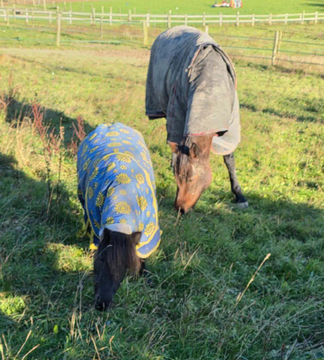 @Miniature horses