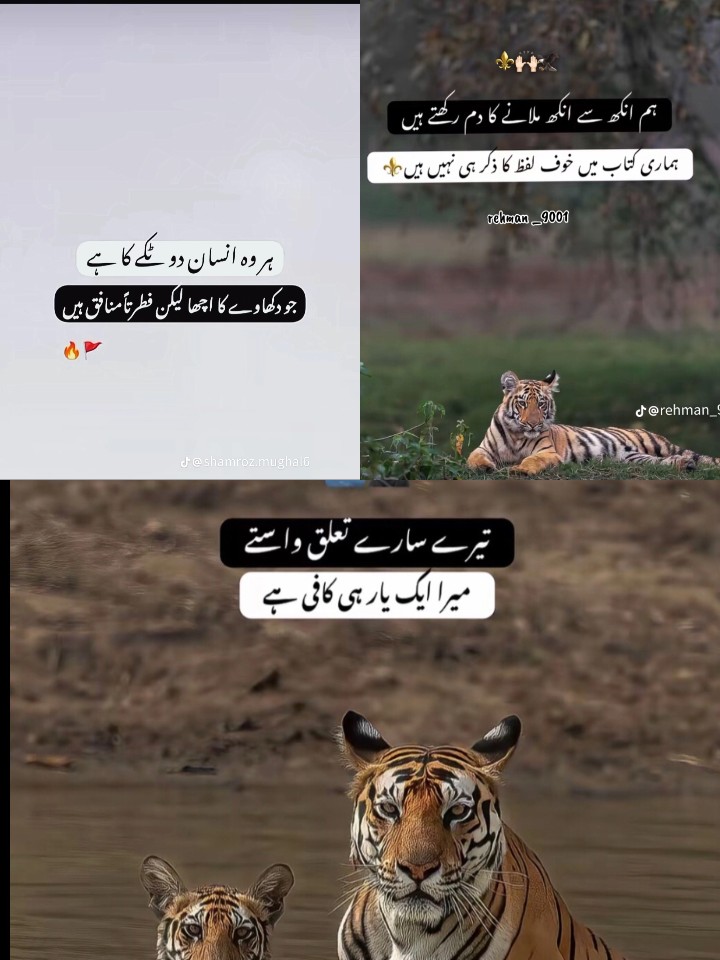@SHOOK 🪽🦅🇵🇰 INSHALLAH 🇮🇹