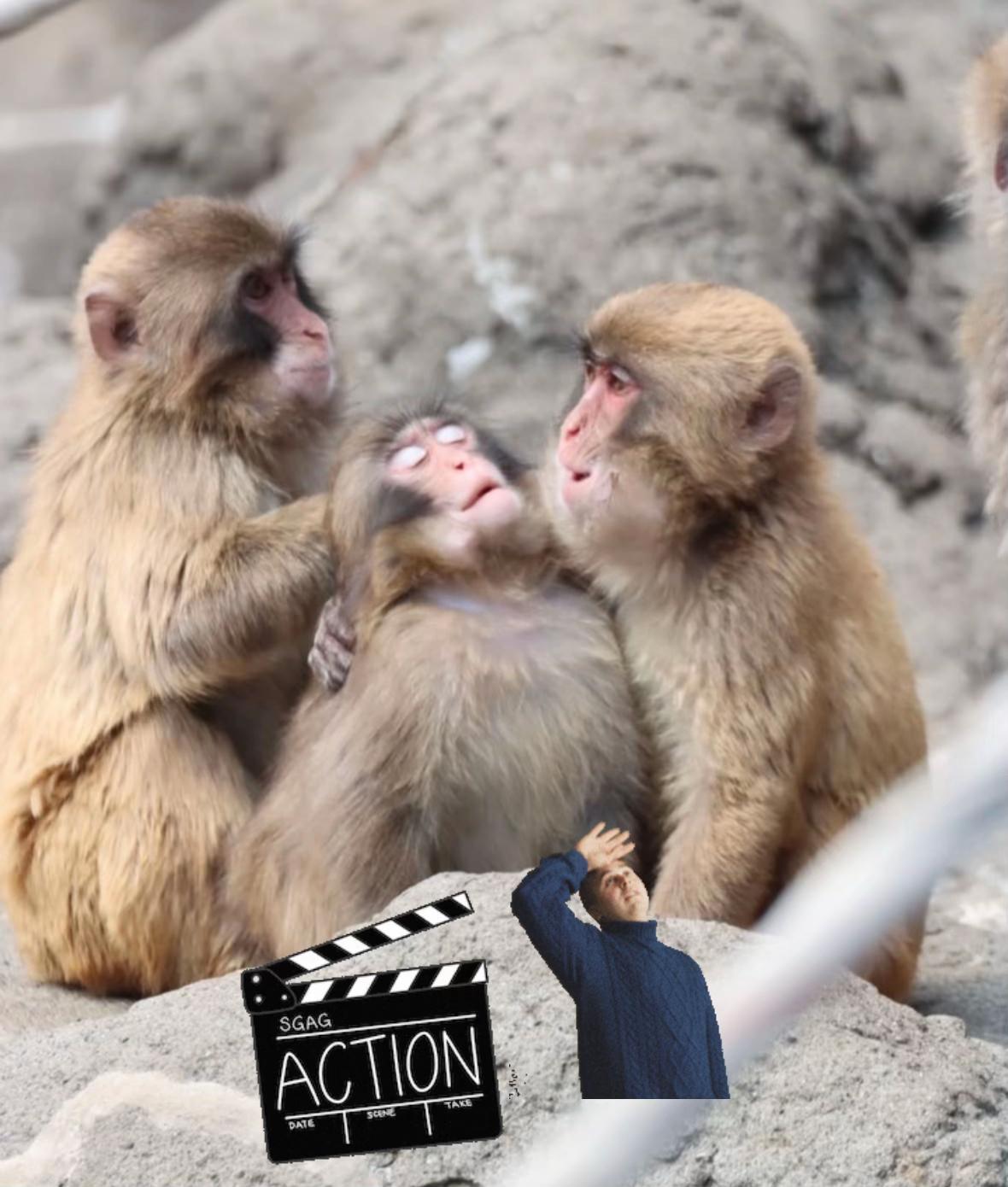 @✨パンチ🐵PUNCH👊✨