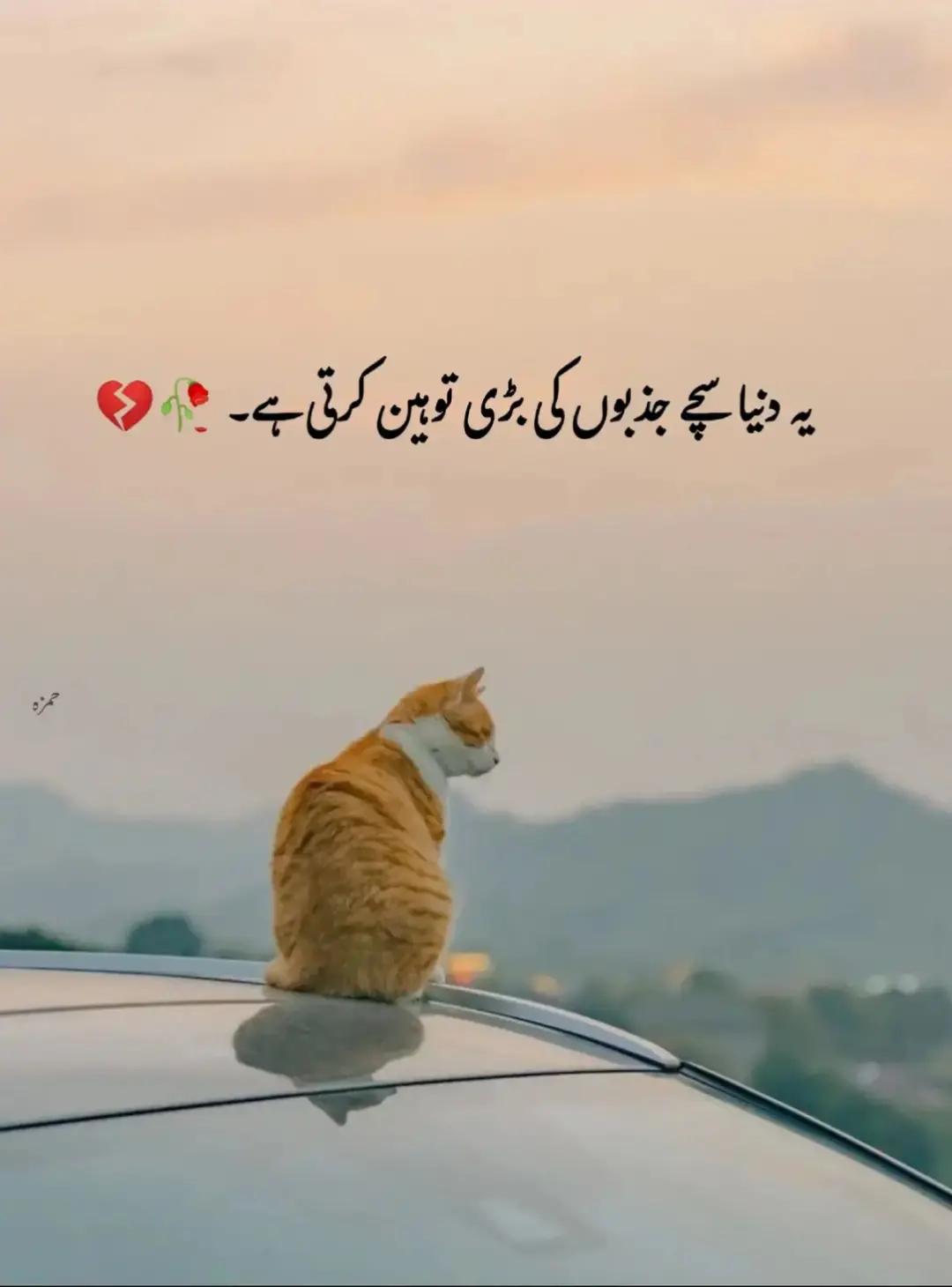 @@Mohsin Awan