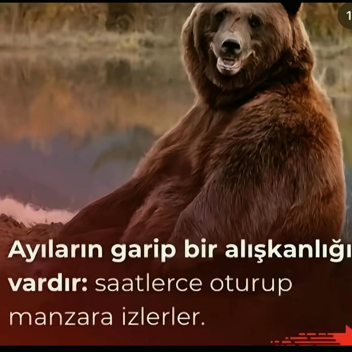 @Doğancan Acar