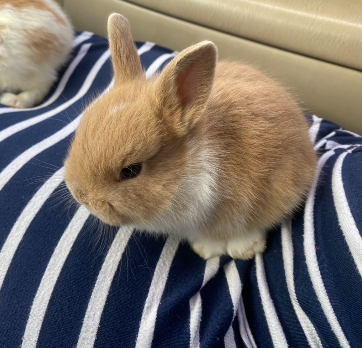 @ᒍᗩYᗷᗩᗷYYᥫ᭡