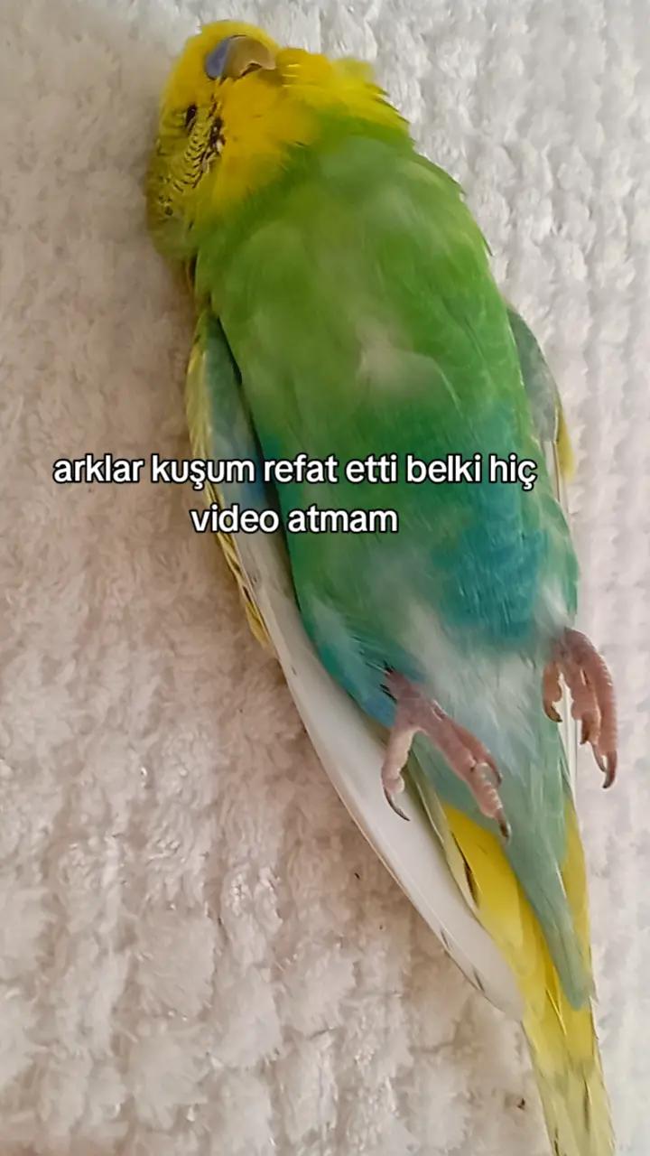 @cicikuş rıfkı🕊️