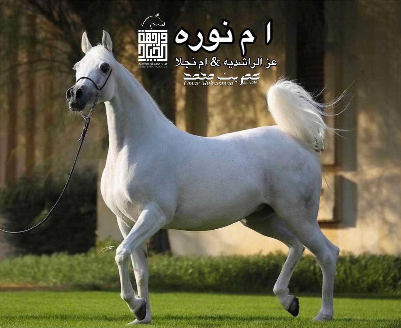 @عمر بن محمد | واجهة الجـياد🏅
