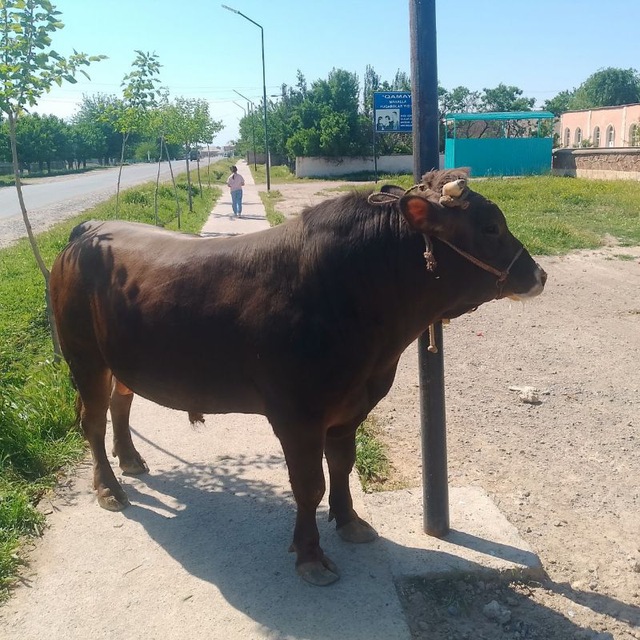 @Azizbek Mexliyev