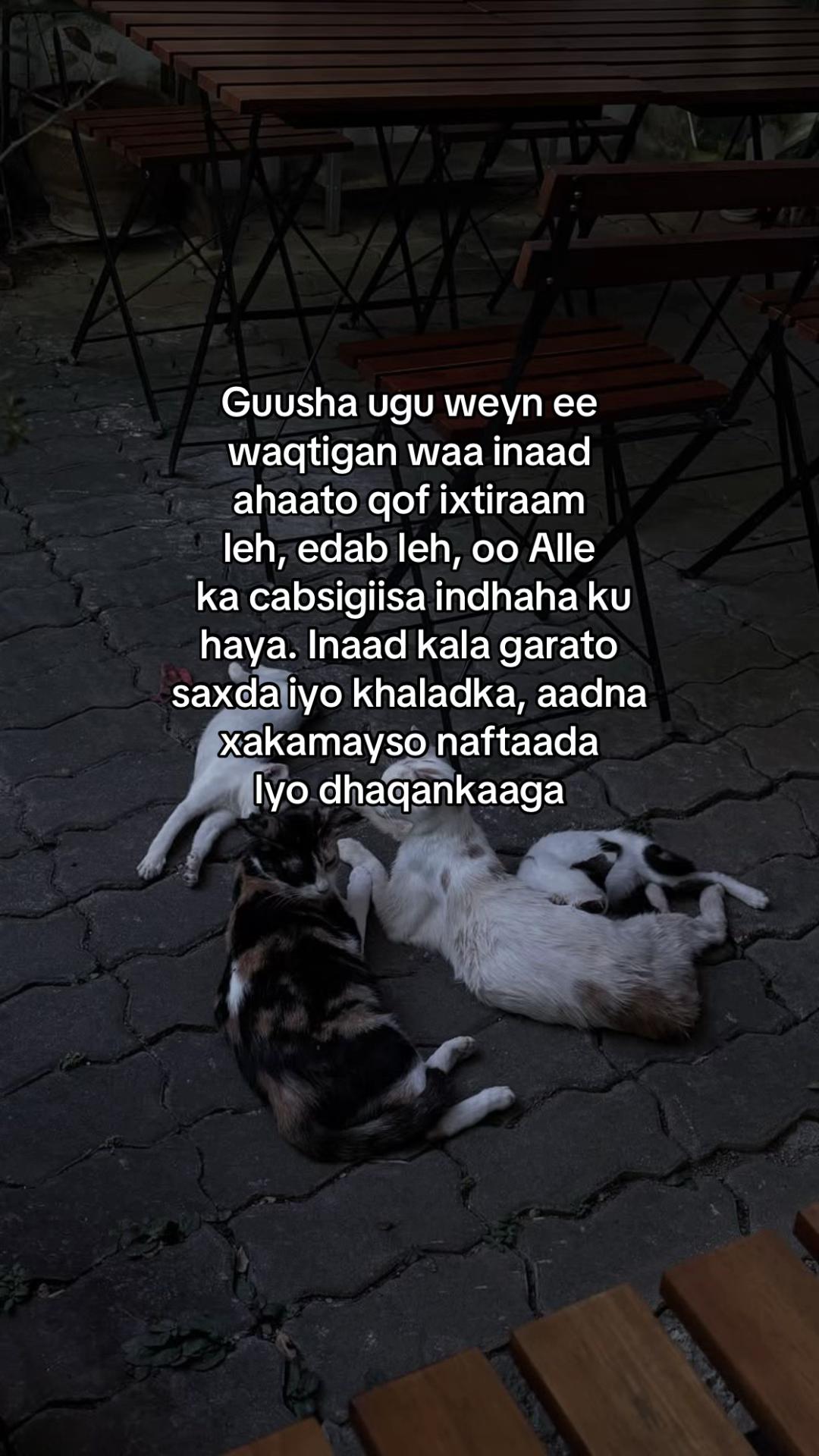 @Meow🐈⬛