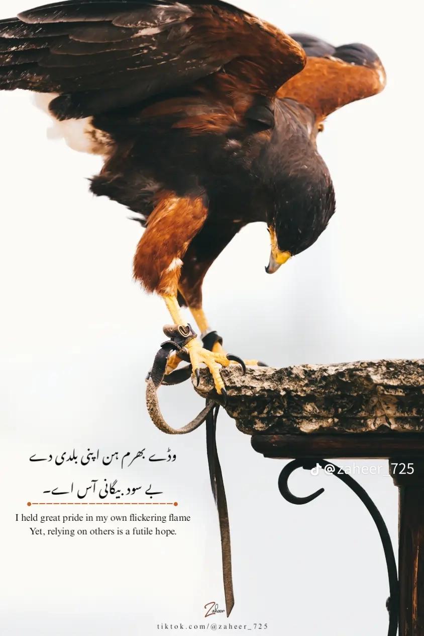 @Malik shb512