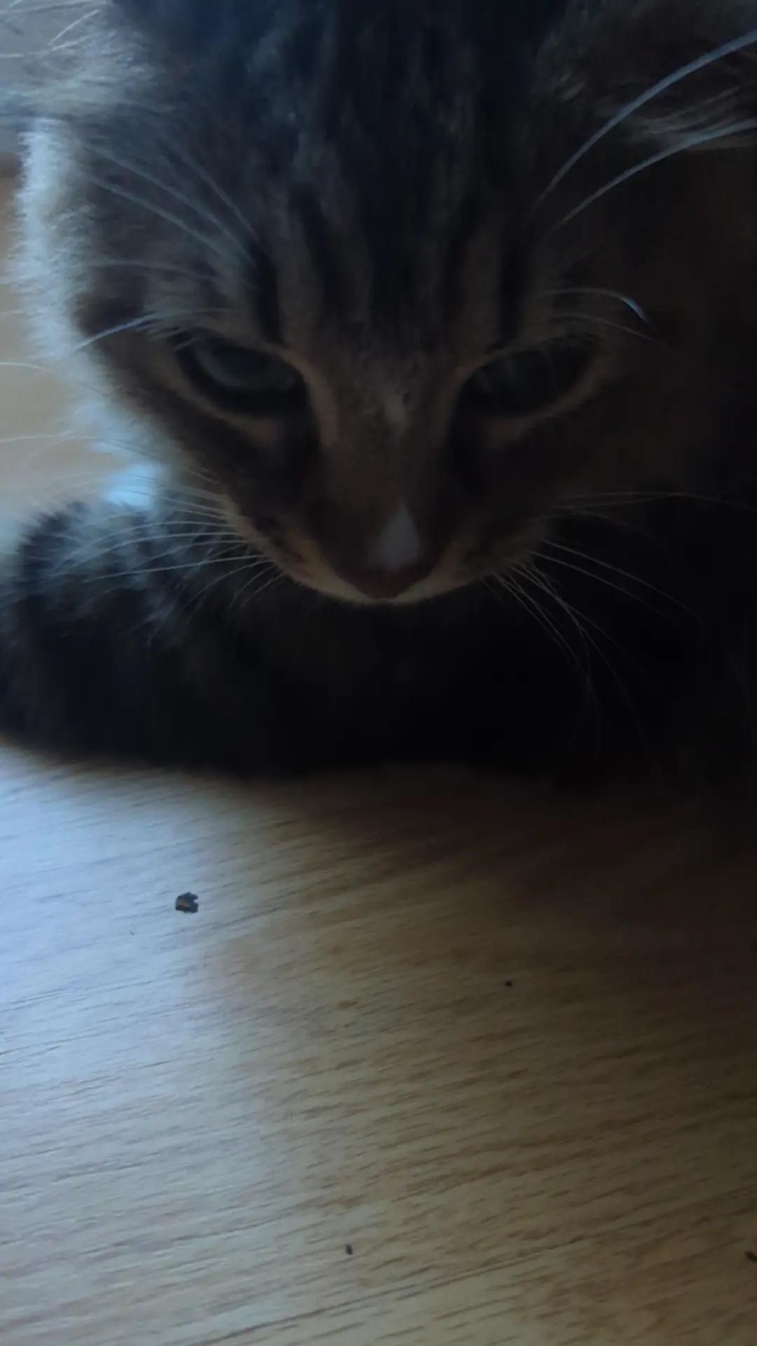 @Harry Styles the cat 😺😺