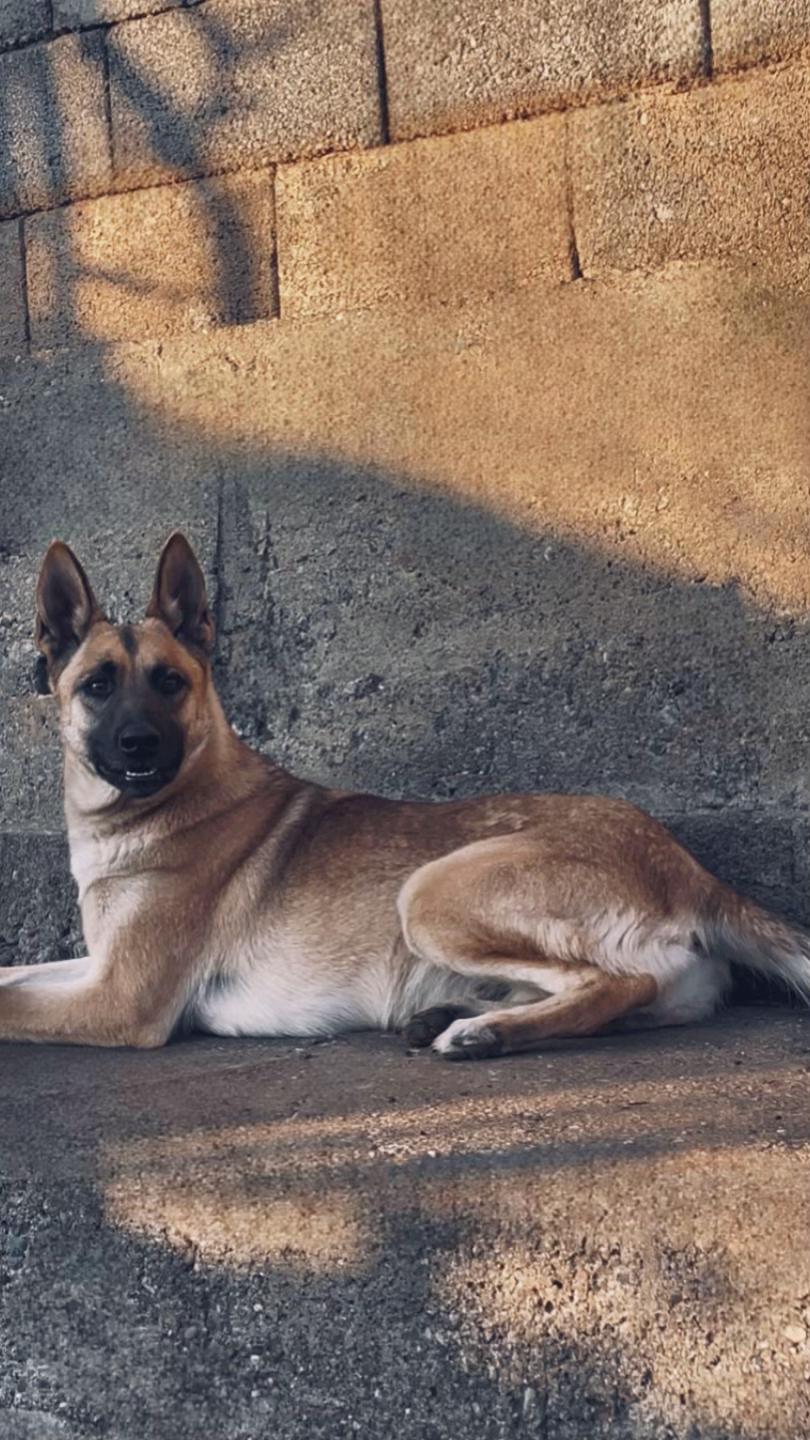 @The_belgian_malinois
