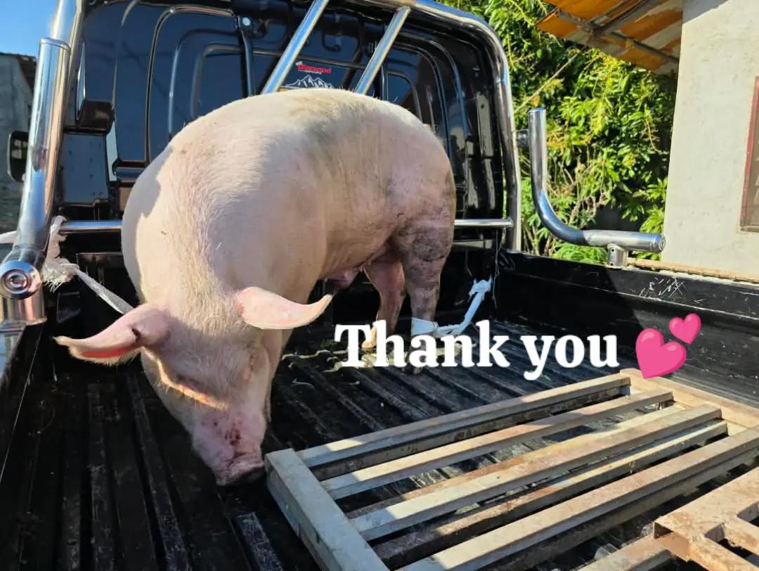@W4 Pig Farm
