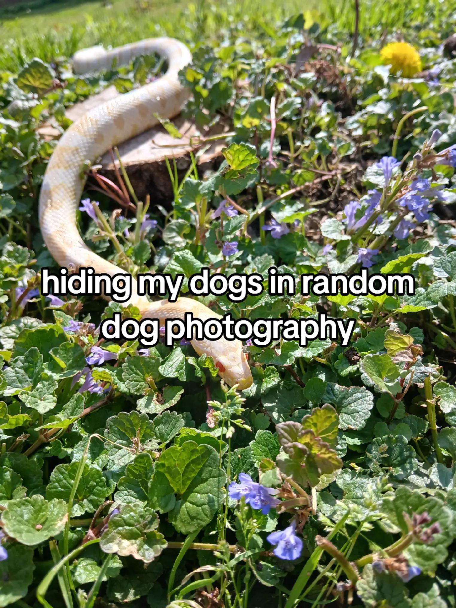 @crazy_dog_person