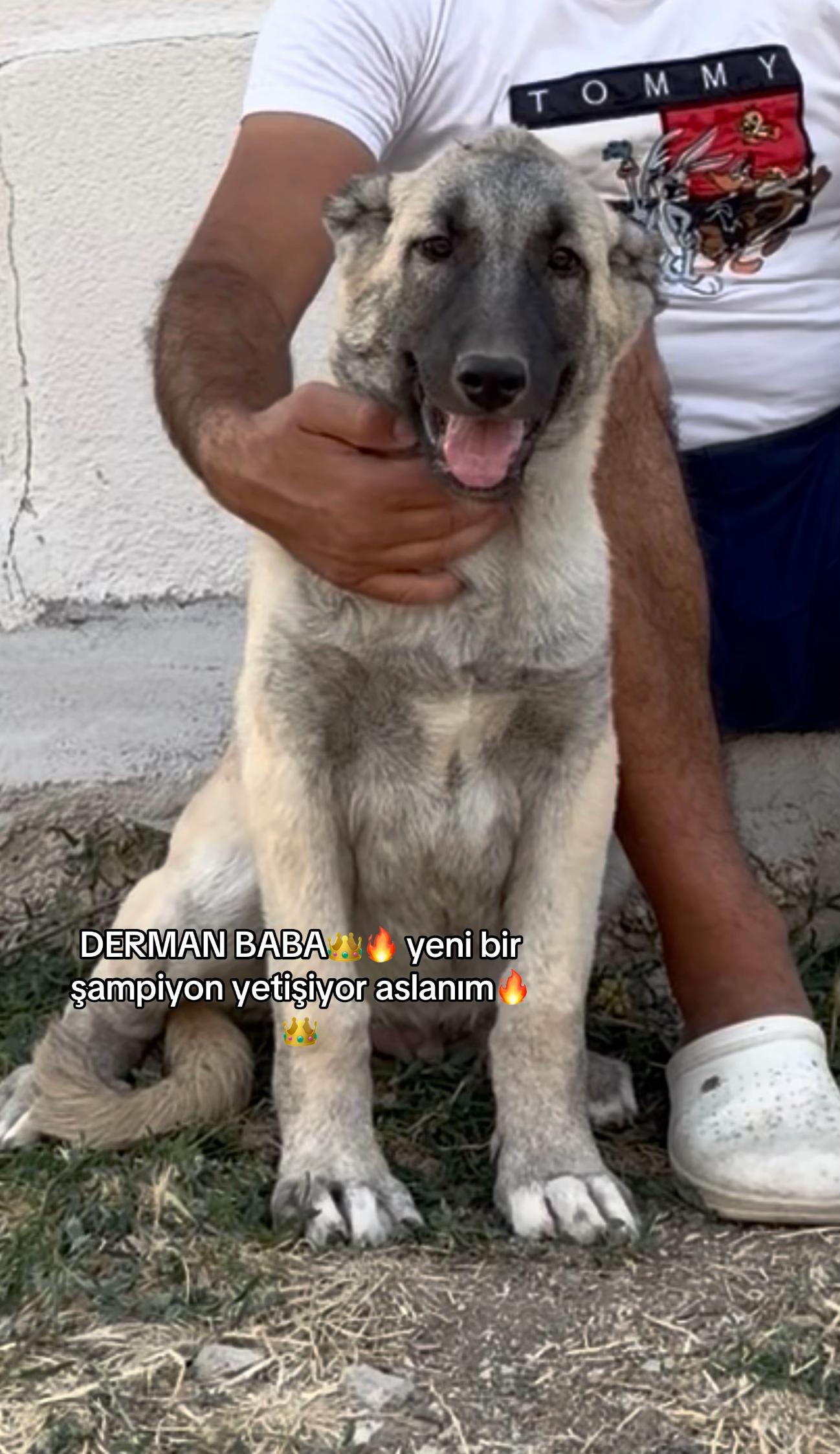 @kangalcı serkan