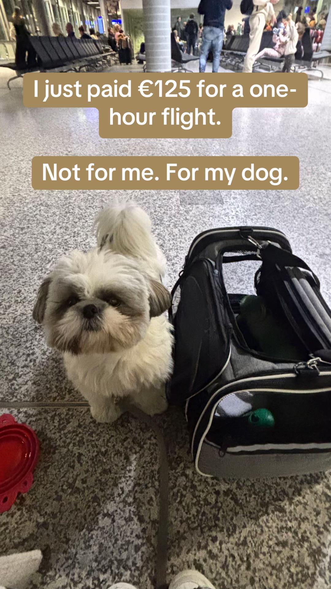 @Daisy | The Dog Travel App