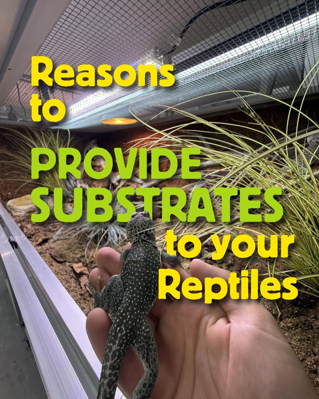 @prorep_reptile