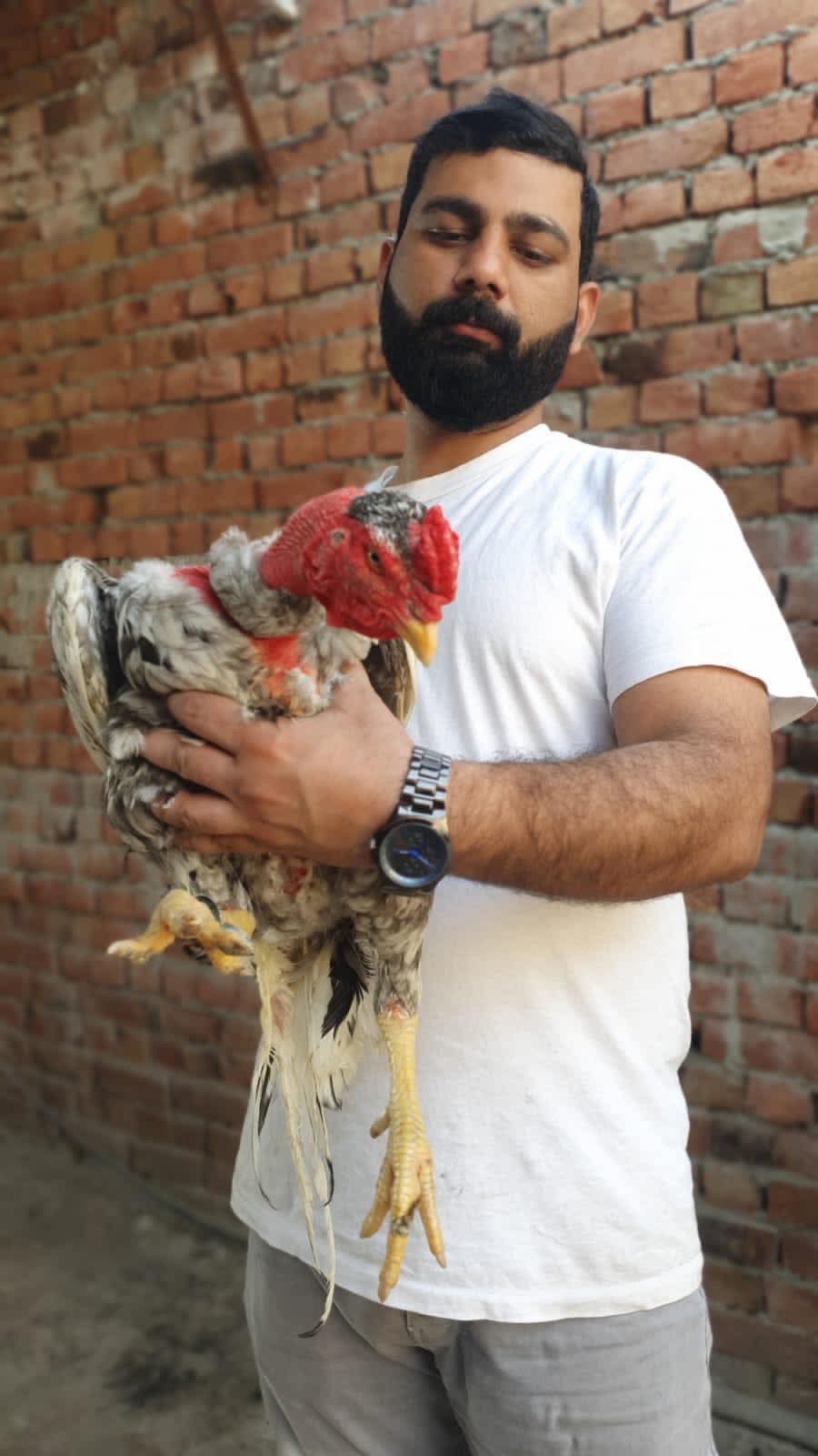 @Zuhaib Rajput