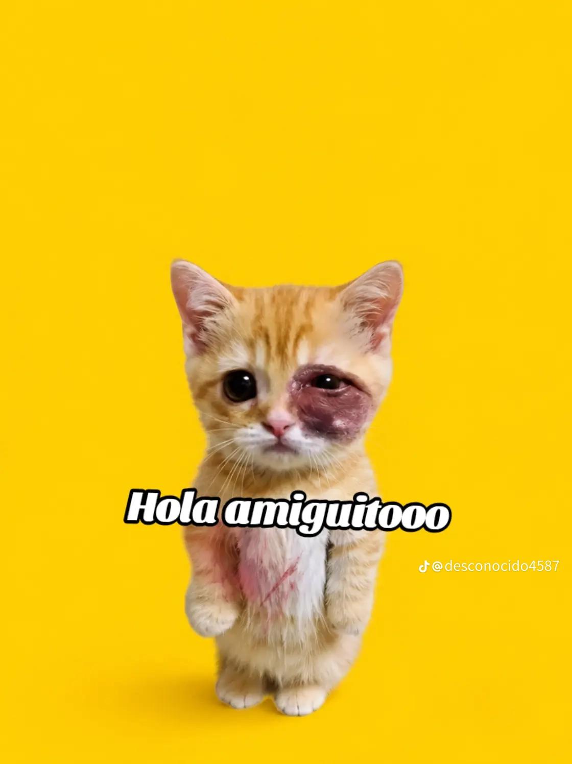 @&hearts;️🧸&bull;~fan de Celynnei~🧸❤️