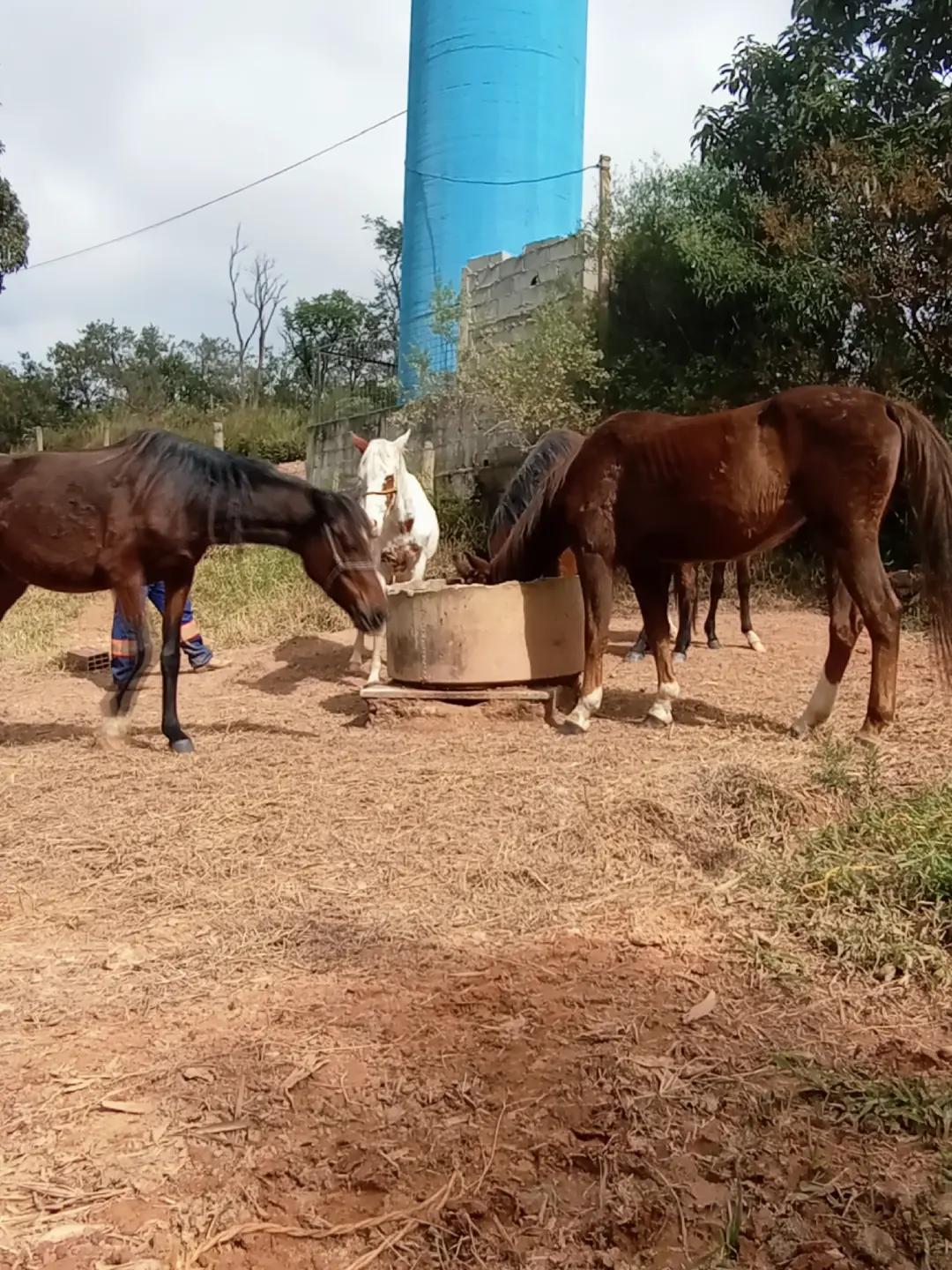 @haras amorim