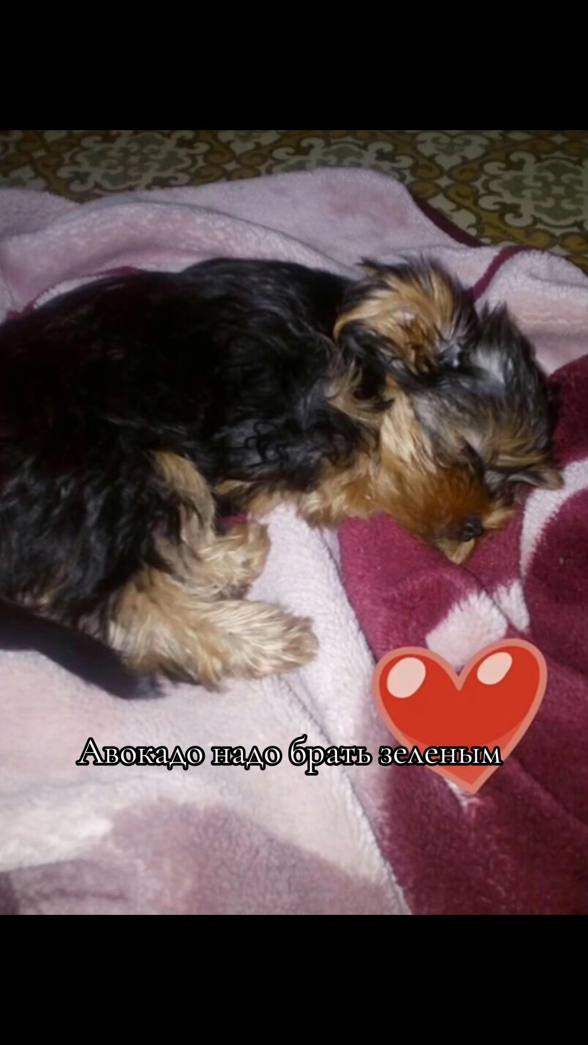 @Собака Евик🐾