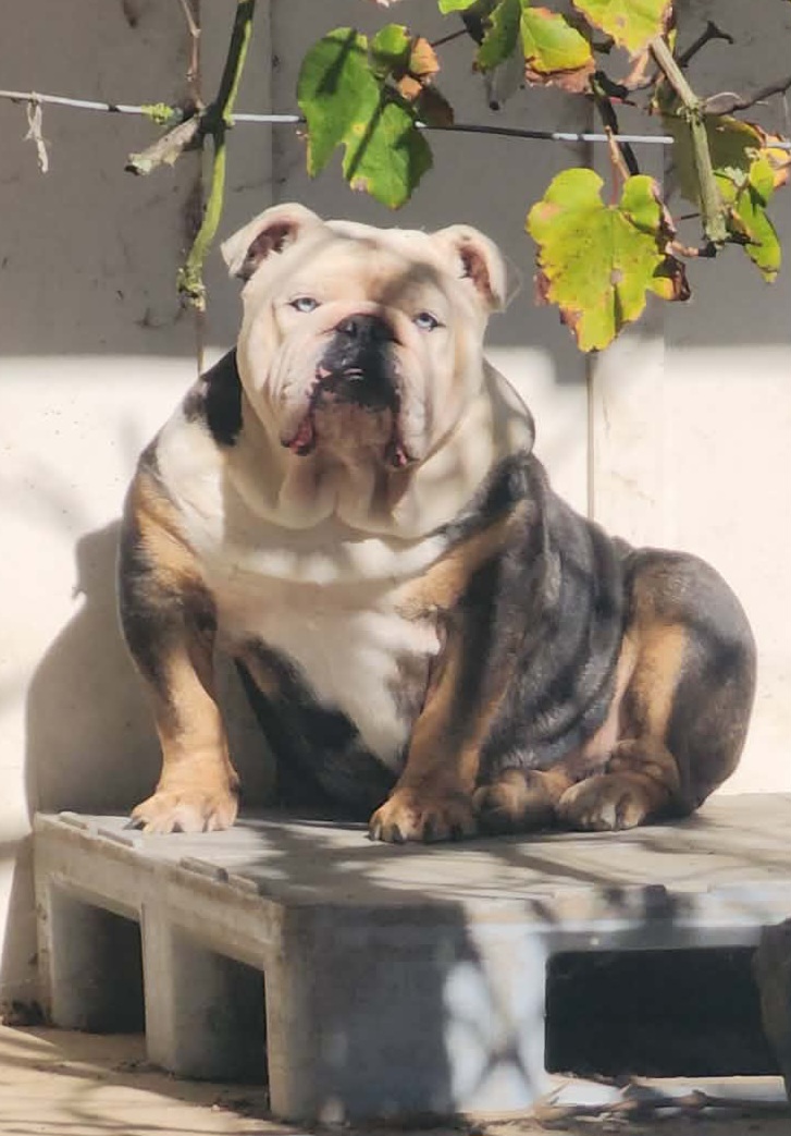 @Bulliciious Bulliez NZ