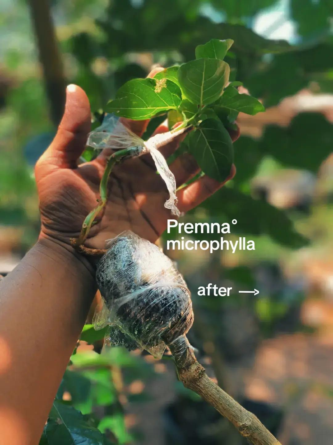 @RA'BONSAI