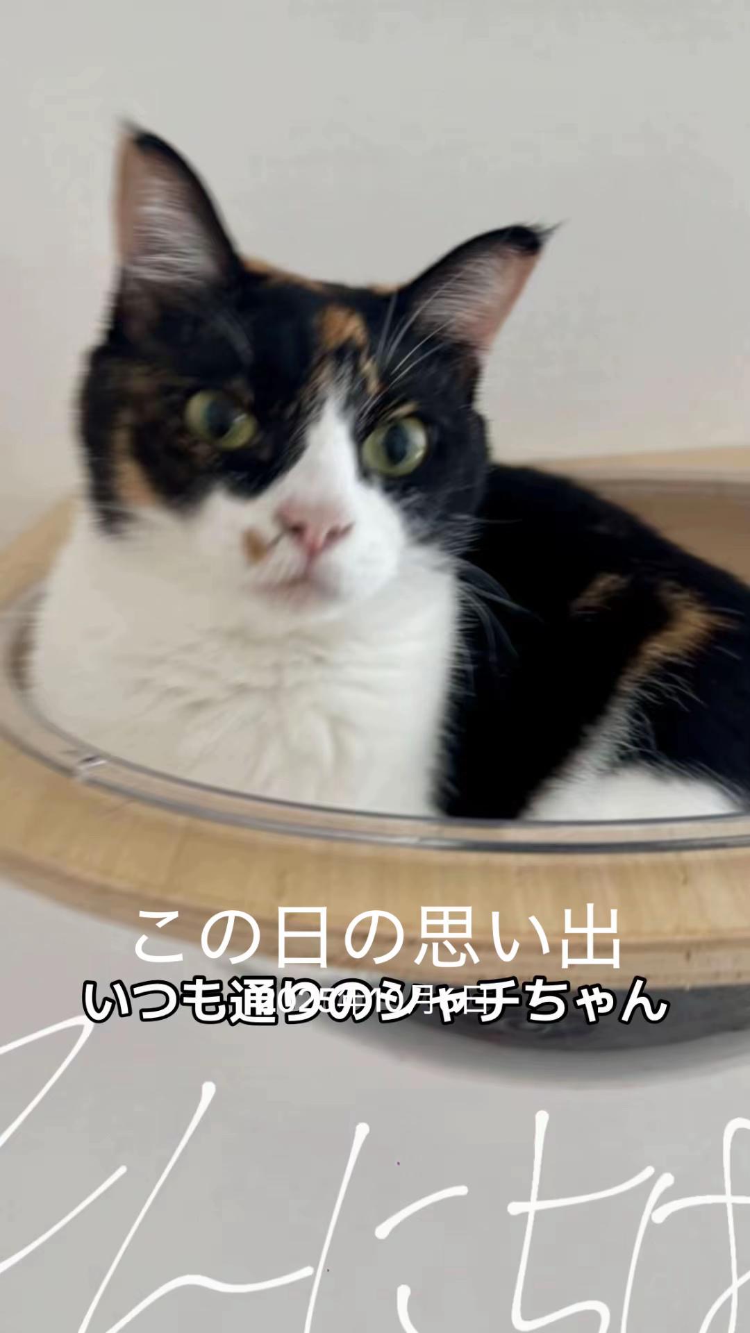 @⛄️うちゃ🐯⭐️🧸