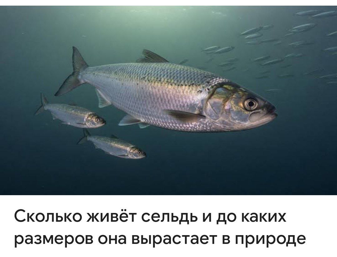 @ЧВК "ДЕНИСіВЦі"
