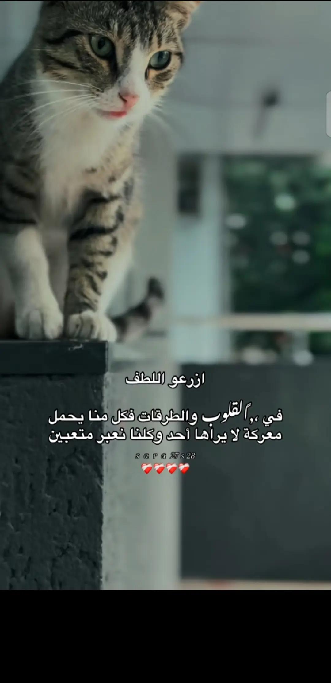 @💞⧣̶⃪⃪دفى ال⿻قلب ོ🪐💞