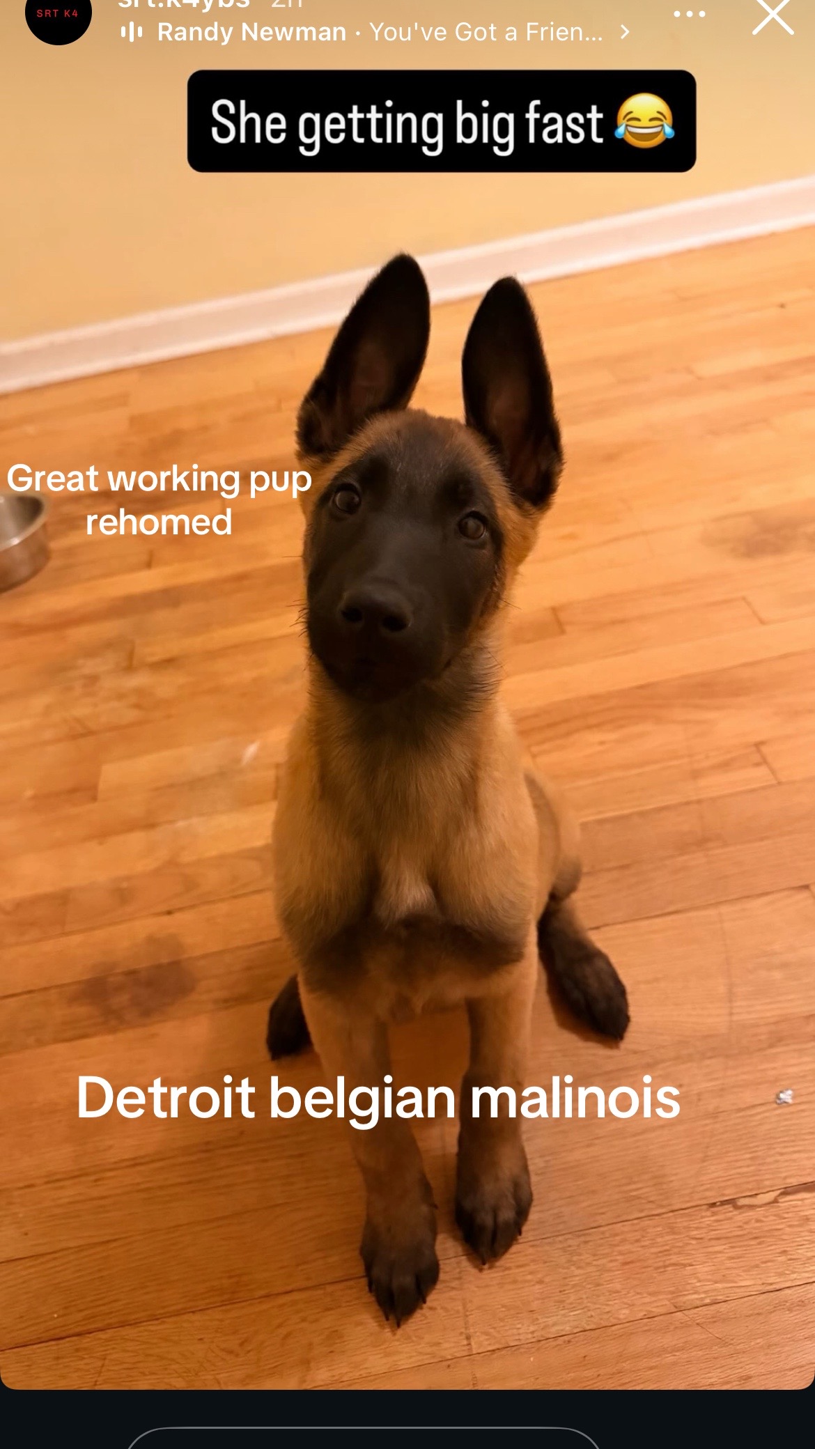 @Detroit belgian malinois