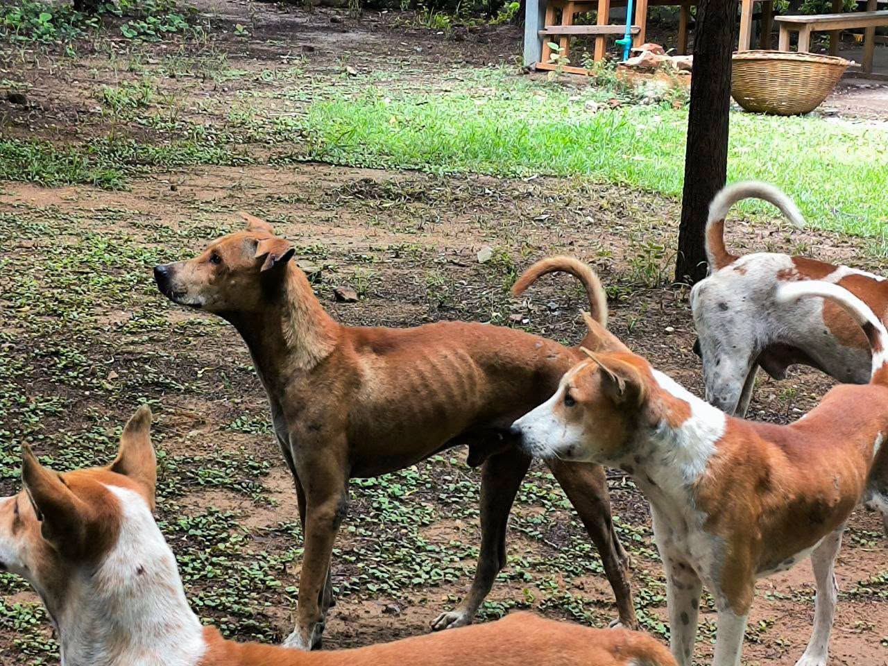 @MyanmarStreetAnimalProtection
