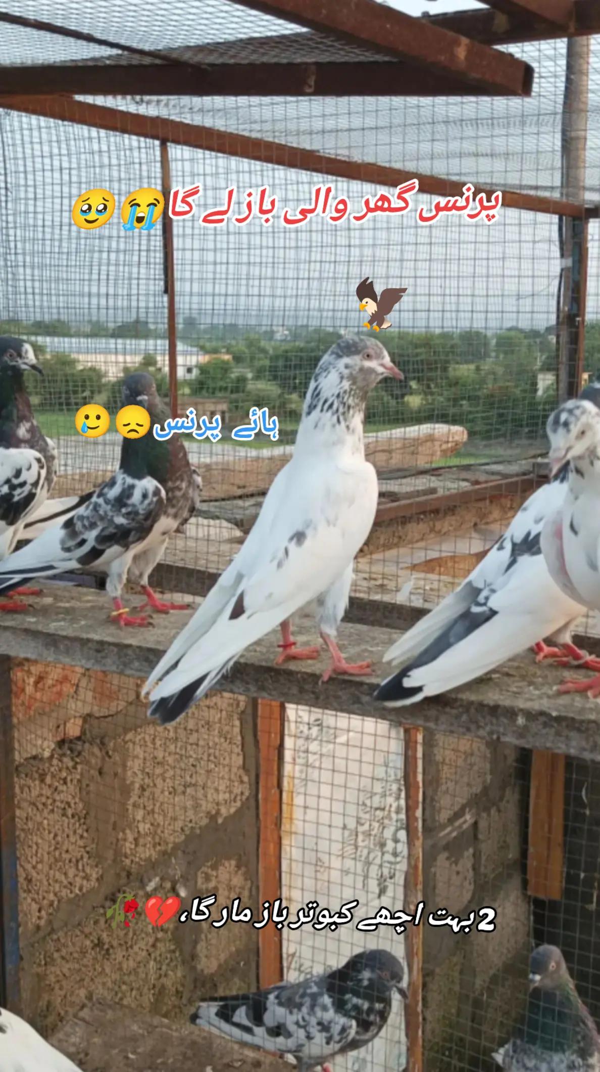 @🦋SHOQ اپنے 🕊️