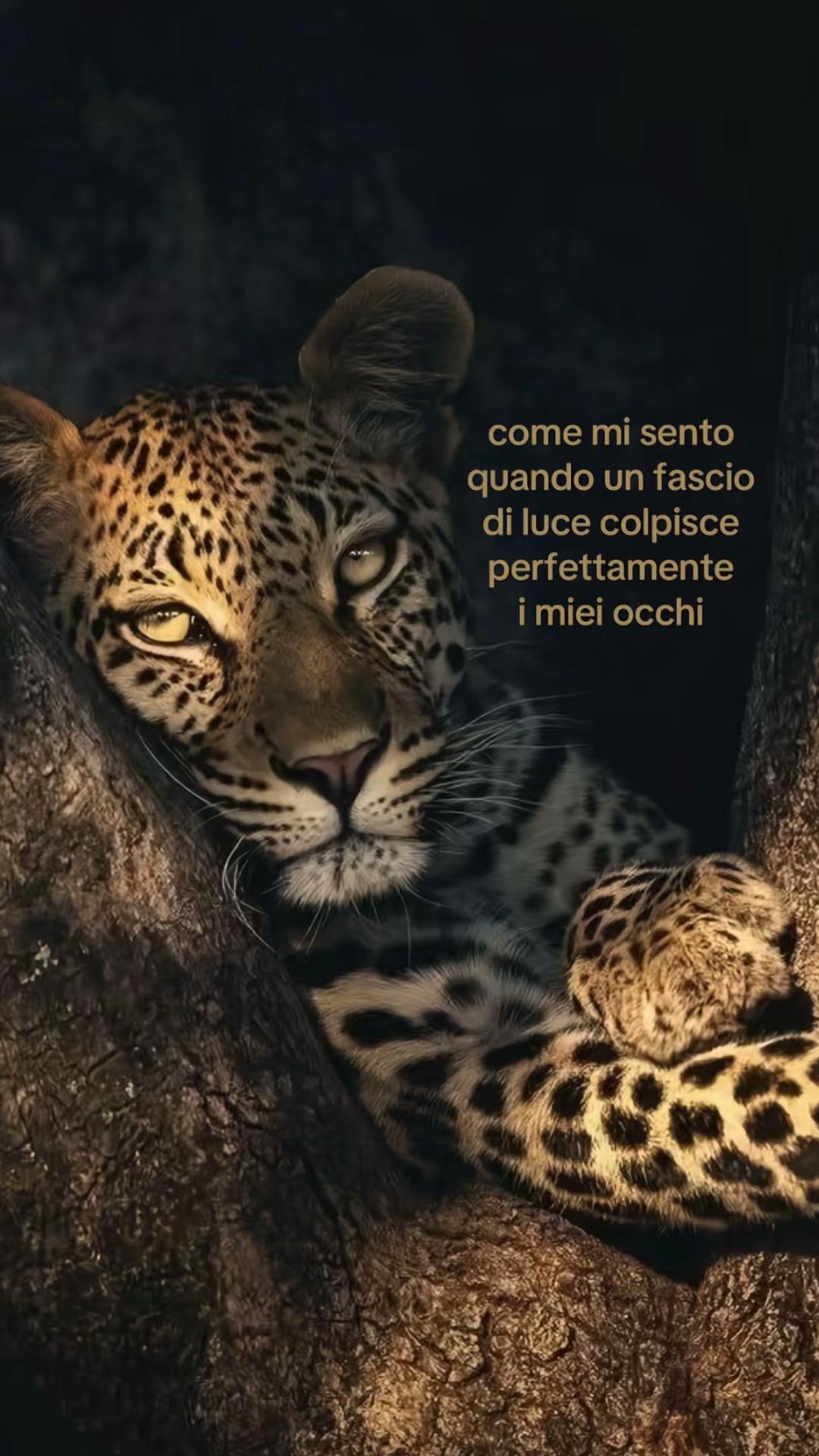 @𝒜❀.
